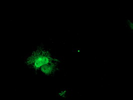 Anti-PECI mouse monoclonal antibody immunofluorescent staining of COS7 cells transiently transfected by pCMV6-ENTRY PECI.