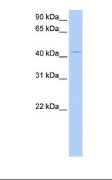 HepG2 cell lysate. Antibody concentration: 1.0 ug/ml. Gel concentration: 12%.