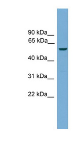 ECSIT antibody LS-C116059 Western blot of Mouse Heart lysate.