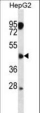 ASAM Antibody western blot of HepG2 cell line lysates (35 ug/lane). The ASAM antibody detected the ASAM protein (arrow).