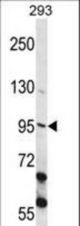 ECT2 Antibody western blot of 293 cell line lysates (35 ug/lane). The ECT2 antibody detected the ECT2 protein (arrow).