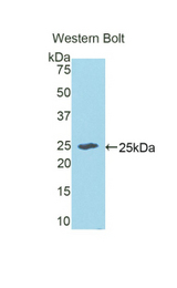 Western blot of recombinant ECT2.