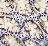 ECT2L Antibody immunohistochemistry of formalin-fixed and paraffin-embedded human rectum tissue followed by peroxidase-conjugated secondary antibody and DAB staining.