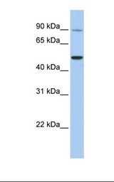 721_B cell lysate. Antibody concentration: 1.0 ug/ml. Gel concentration: 12%.