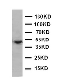 WB of EDA / ED1 antibody. WB: SW620 Cell Lysate.