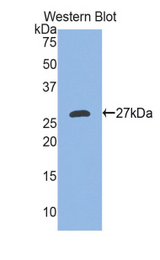 Western blot of recombinant EDA / ED1.