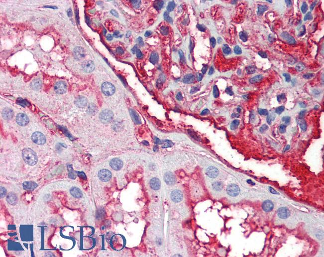 Anti-EDA2R antibody IHC of human kidney. Immunohistochemistry of formalin-fixed, paraffin-embedded tissue after heat-induced antigen retrieval. Antibody LS-B562 concentration 5 ug/ml.