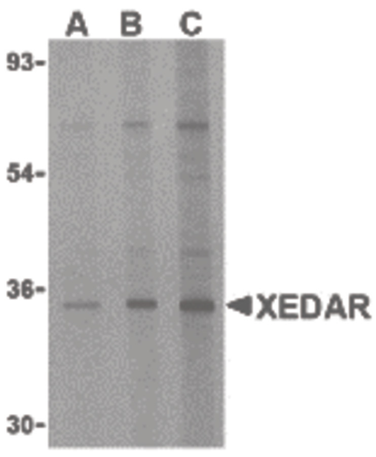 Western blot of XEDAR in 293 cell lysate with XEDAR antibody at (A) 0.5, (B) 1 and (C) 2 ug/ml.