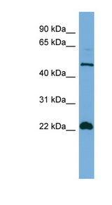 HEMGN antibody LS-C117242 Western blot of HT1080 cell lysate.