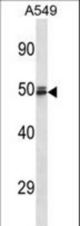 HEMGN Antibody western blot of A549 cell line lysates (35 ug/lane). The HEMGN antibody detected the HEMGN protein (arrow).