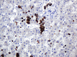 IHC of paraffin-embedded Human liver tissue using anti-HEMGN mouse monoclonal antibody. (Heat-induced epitope retrieval by 1 mM EDTA in 10mM Tris, pH8.5, 120°C for 3min).