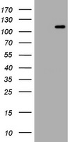 HEK293T cells were transfected with the pCMV6-ENTRY control (Left lane) or pCMV6-ENTRY HEMGN (Right lane) cDNA for 48 hrs and lysed. Equivalent amounts of cell lysates (5 ug per lane) were separated by SDS-PAGE and immunoblotted with anti-HEMGN.
