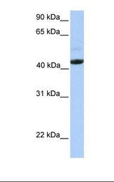 Placenta lysate. Antibody concentration: 1.0 ug/ml. Gel concentration: 12%.