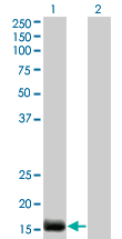 Western Blot analysis of EDN2 expression in transfected 293T cell line by EDN2 monoclonal antibody (M01), clone 3B4-1C5.Lane 1: EDN2 transfected lysate(20 KDa).Lane 2: Non-transfected lysate.