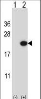 Western blot of EDN2 (arrow) using rabbit polyclonal EDN2 Antibody. 293 cell lysates (2 ug/lane) either nontransfected (Lane 1) or transiently transfected (Lane 2) with the EDN2 gene.