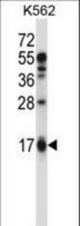 EDN2 Antibody western blot of K562 cell line lysates (35 ug/lane). The EDN2 antibody detected the EDN2 protein (arrow).
