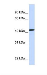 Hela cell lysate. Antibody concentration: 1.0 ug/ml. Gel concentration: 12%.
