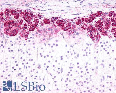 Anti-EDNRB antibody LS-A56 IHC of human adrenal. Immunohistochemistry of formalin-fixed, paraffin-embedded tissue after heat-induced antigen retrieval.