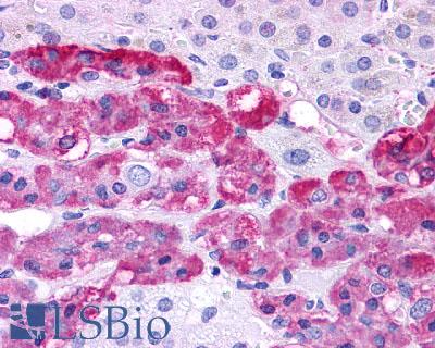 Anti-EDNRB antibody LS-A54 IHC of human adrenal, medulla. Immunohistochemistry of formalin-fixed, paraffin-embedded tissue after heat-induced antigen retrieval.