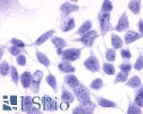 Anti-EDNRB antibody LS-A54 immunocytochemistry (ICC) staining of untransfected HEK293 human embryonic kidney cells.