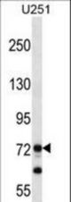 PEG10 Antibody western blot of U251 cell line lysates (35 ug/lane). The PEG10 antibody detected the PEG10 protein (arrow).