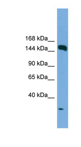 EEA1 antibody LS-C116773 Western blot of HepG2 cell lysate.