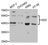 Western blot analysis of extracts of various cell lines, using EED antibody.