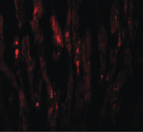 Immunofluorescence of EED in human heart tissue with EED antibody at 20 ug/ml.