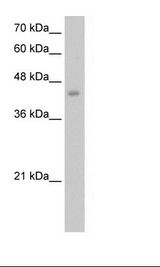 HepG2 Cell Lysate