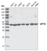 Western blot of extracts from various cell types.