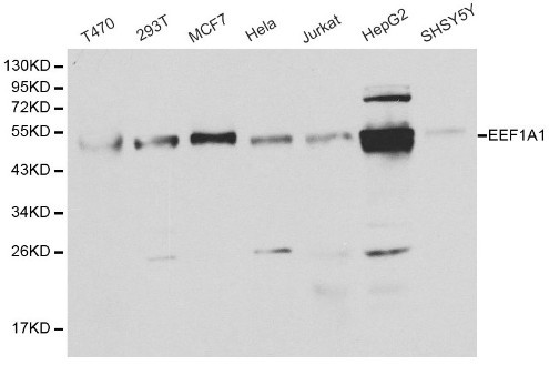 Western blot of EEF1A1 pAb in extracts from T470, 293T, MCF7, Hela, Jurkat, HepG2 and SHSY5Y cells.
