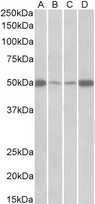 EEF1A2 antibody (0.5 ug/ml) staining of Mouse (A+C) and Rat (B+D) Skeletal Muscle (A+B) and Heart (C+D) lysates (35 ug protein in RIPA buffer). Primary incubation was 1 hour. Detected by chemiluminescence.