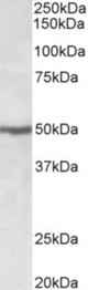 EEF1A2 antibody (0.5 ug/ml) staining of Jurkat lysate (35 ug protein in RIPA buffer). Primary incubation was 1 hour. Detected by chemiluminescence.