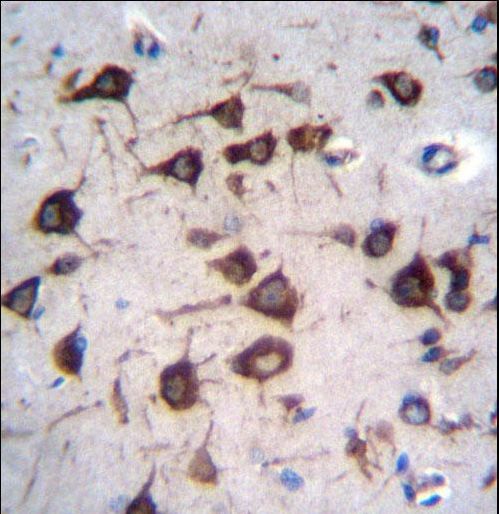 EEF1A2 Antibody immunohistochemistry of formalin-fixed and paraffin-embedded human brain tissue followed by peroxidase-conjugated secondary antibody and DAB staining.