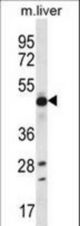EEF1A2 Antibody western blot of mouse liver tissue lysates (35 ug/lane). The EEF1A2 antibody detected the EEF1A2 protein (arrow).