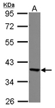 Sample (30 ug of whole cell lysate) A: A549 10% SDS PAGE EEF1D antibody diluted at 1:1000