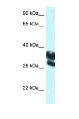 EEF1D antibody LS-C145750 Western blot of HepG2 Cell lysate. Antibody concentration 1 ug/ml.