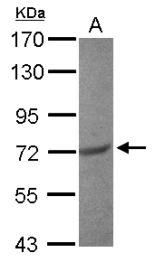 Sample (30 ug of whole cell lysate) A: Jurkat B: Raji 7.5% SDS PAGE EEF1D antibody diluted at 1:1000