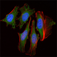 Immunofluorescence of HeLa cells using CLOCK mouse monoclonal antibody (green). Red: Actin filaments have been labeled with Alexa Fluor-555 phalloidin. Blue: DRAQ5 fluorescent DNA dye.