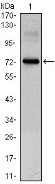 Western blot using CLOCK mouse monoclonal antibody against CLOCK(AA: 200-465)-hIgGFc transfected HEK293 cell lysate.