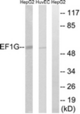 Western blot of extracts from HUVEC/HepG2 cells, using EEF1G Antibody. The lane on the right is treated with the synthesized peptide.