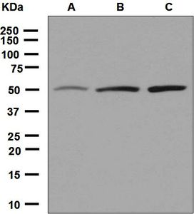 Western blot analysis on (A) HepG2, (B) BxPC-3, and (C) 293T cell lysates using anti-EEF1G antibody.