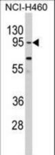 Western blot of CLOCK Antibody in NCI-H460 cell line lysates (35 ug/lane). CLOCK (arrow) was detected using the purified antibody.