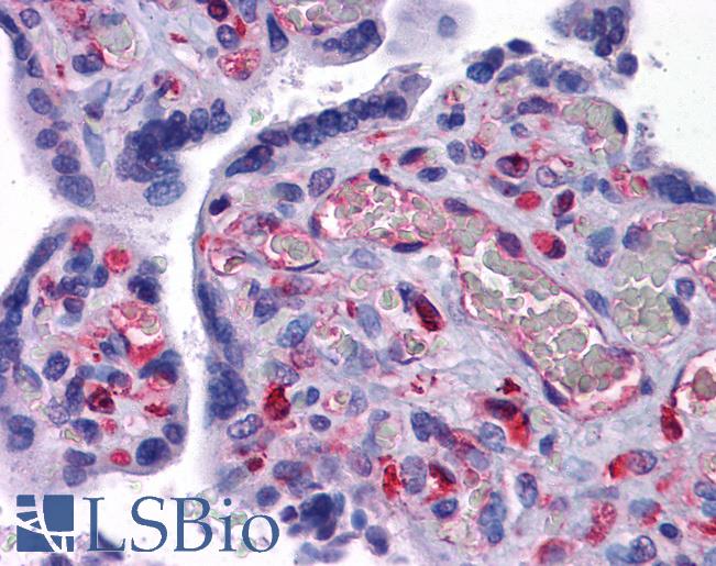 Anti-EFCAB4B antibody IHC of human placenta. Immunohistochemistry of formalin-fixed, paraffin-embedded tissue after heat-induced antigen retrieval. Antibody LS-B5351 concentration 5 ug/ml.