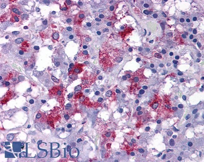 Anti-EFCAB4B antibody IHC of human adrenal. Immunohistochemistry of formalin-fixed, paraffin-embedded tissue after heat-induced antigen retrieval. Antibody LS-B5351 concentration 5 ug/ml.