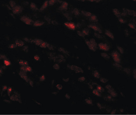 Immunofluorescence of EFCAB4B in human kidney tissue with EFCAB4B antibody at 20 ug/ml.