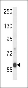 EFCB7 Antibody western blot of mouse Neuro-2a cell line lysates (35 ug/lane). The EFCB7 antibody detected the EFCB7 protein (arrow).