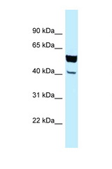 NECAB2 antibody LS-C145901 Western blot of HepG2 Cell lysate. Antibody concentration 1 ug/ml.