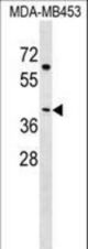 NECAB2 Antibody western blot of MDA-MB453 cell line lysates (35 ug/lane). The NECAB2 antibody detected the NECAB2 protein (arrow).
