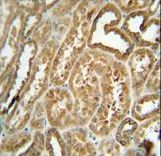 EFHB antibody immunohistochemistry of formalin-fixed and paraffin-embedded human kidney tissue followed by peroxidase-conjugated secondary antibody and DAB staining.